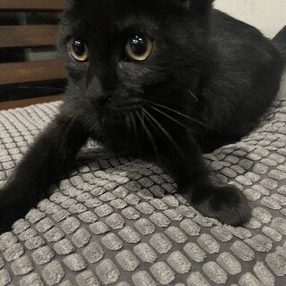 可愛い子猫4兄弟♪