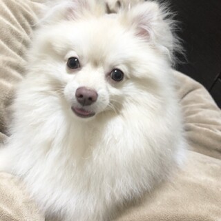 人懐っこいポメラニアン3歳