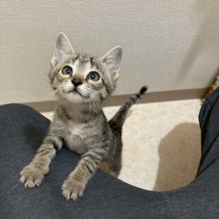 元気いっぱいキジトラ兄妹