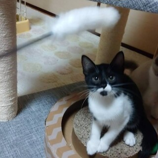 ゴロゴロちゃんのはちくん