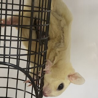 フクロモモンガ