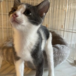 「譲渡会」サムネイル2