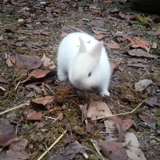 1か月齢のうさぎさん