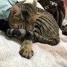 の写真