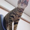 の写真