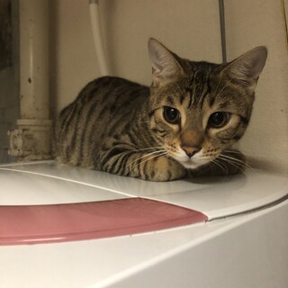 わんぱくで遊ぶのが大好きな子です