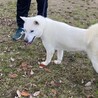 紀州犬　ショータイプの美犬　一旦停止 サムネイル2