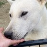 紀州犬　ショータイプの美犬　一旦停止 サムネイル4