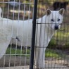 紀州犬　ショータイプの美犬　一旦停止 サムネイル5