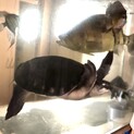 スッポンモドキ