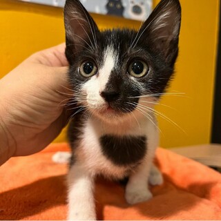 遊ぶの大好きミロ君♂️