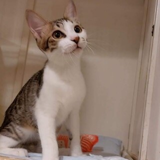 マズルがぷっくり、つぶら君♂️