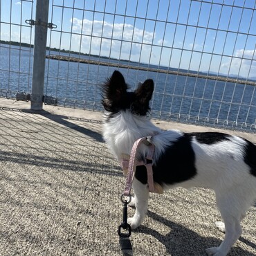 初めての海