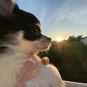 朝日が似合うそらちゃん