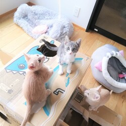 in小牧市~子猫大集合！保護猫の譲渡会2022年12月3日（土）～ ちーむ にゃいんず