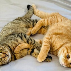 in瀬戸市~子猫大集合！保護猫の譲渡会2022年12月3日（土）～ ちーむ にゃいんず