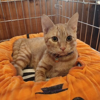 元気いっぱい　６ヶ月茶トラの虎鉄くん