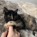 【生後1ヶ月ほど】可愛いさびの女の子