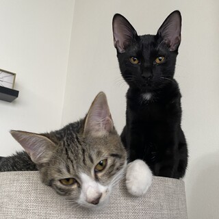 【お見合い随時】スタイル抜群★猫初心者におすすめ