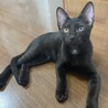 【お見合い随時】スタイル抜群★猫初心者におすすめ サムネイル3