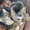 【お見合い随時】スタイル抜群★猫初心者におすすめ サムネイル4