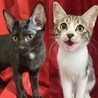 【お見合い随時】スタイル抜群★猫初心者におすすめ サムネイル6