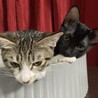 【お見合い随時】スタイル抜群★猫初心者におすすめ サムネイル7
