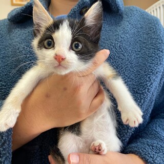 人馴ればっちりなおてんば子猫♡