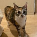 背中に登っちゃうミケ女子です