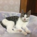 人懐こい男の子