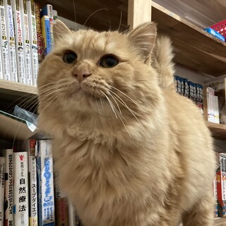 ダブルキャリアだけどボクは家族に迎えてください♡