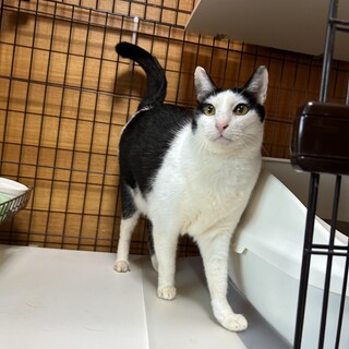 置き去りにされた「オタフク」里親さん募集です。