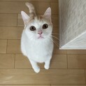元気いっぱいのスコティッシュの男の子です
