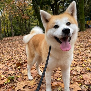 穏やかな秋田犬★ぱんぷきんちゃん