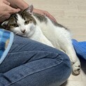【生後7〜8ヶ月】兄弟想いの優しい猫ちゃんです♪