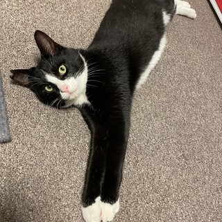 《一般保護》くつ下を履いた黒白ハチワレくん
