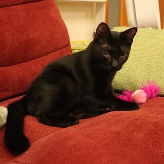 遊ぶの大好き！黒猫コロン★推定１歳オス
