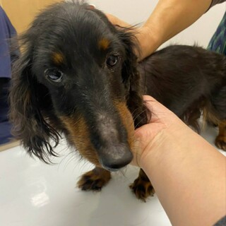 穏やかでおっとりタイプ