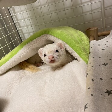 ぽこくん、しまむらで見つけたかえるさん(足入れクッション)気に入ってくれて嬉しい☺︎ 他の動物デザインも色々あったき追加で買おうかな〜！寒くなってきたねえ❄︎