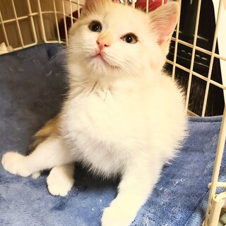 ブルーの目の可愛いいシャム三毛女の子♥️