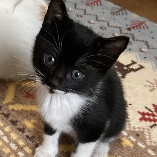 ありがとうございました★可愛い白黒　ハッピーちゃん