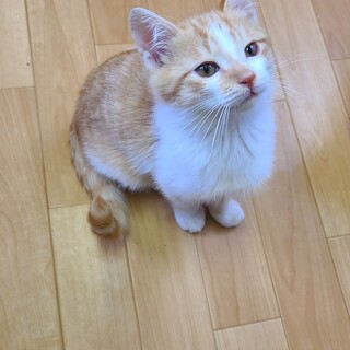 茶しろ鉄板のイケにゃんくん♥️