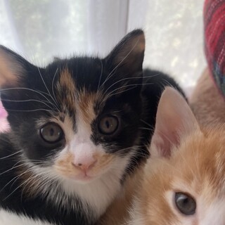 ありがとうございました★可愛い三毛猫スマイルちゃん