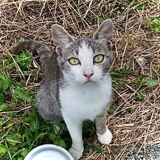 人懐っこい猫ちゃん里親募集