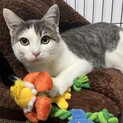 猫ちゃん同士で遊ぶの大好き♡美形な男の子