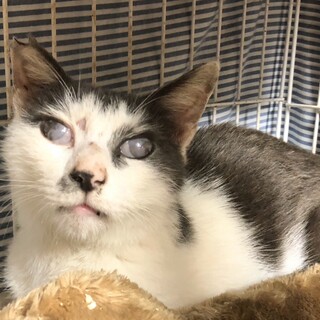 【ブライアン】おかげさまで里親さまが決まりました