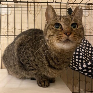 突然近寄ってきたキジトラの女の子