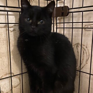 6ヶ月くらいの黒猫の女の子