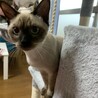 シャム風ミックス　マイペースなルスくん サムネイル4