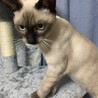 シャム風ミックス　マイペースなルスくん サムネイル6